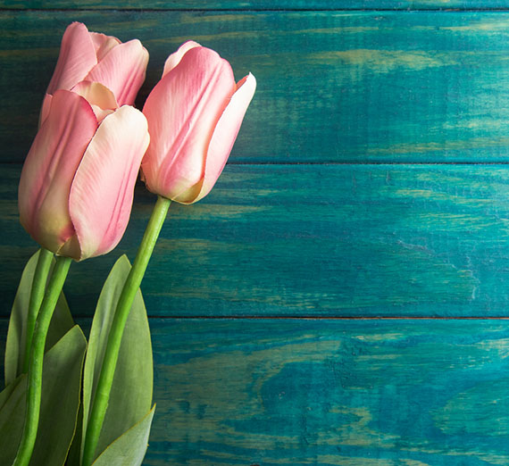 Pink roses with a blue wood panel background.