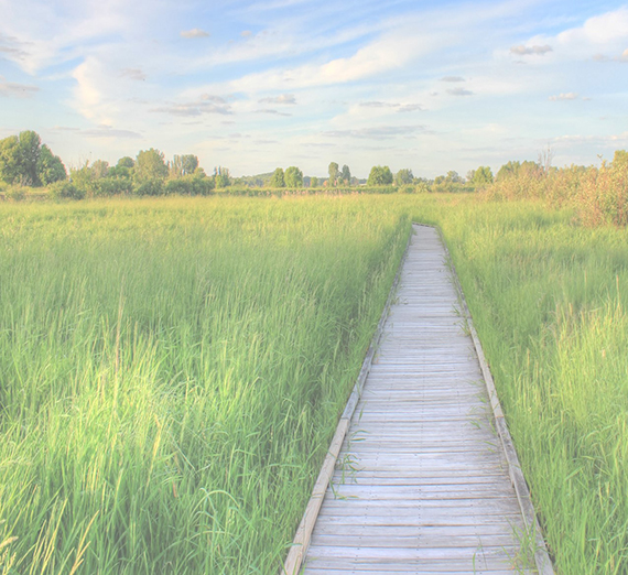 Image of a wood plank path among tall grass