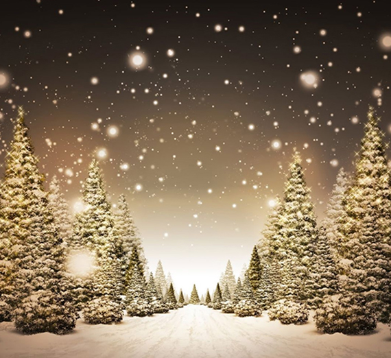 Snow covered Pine Trees