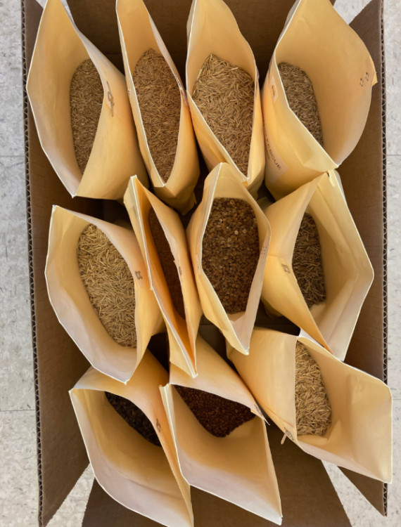 Portrait of seeds in envelopes
