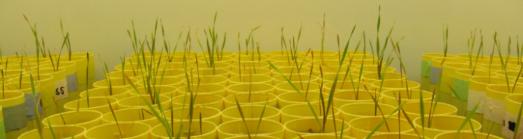 Seeds, two pictures of fields and a microscope picture of a seed