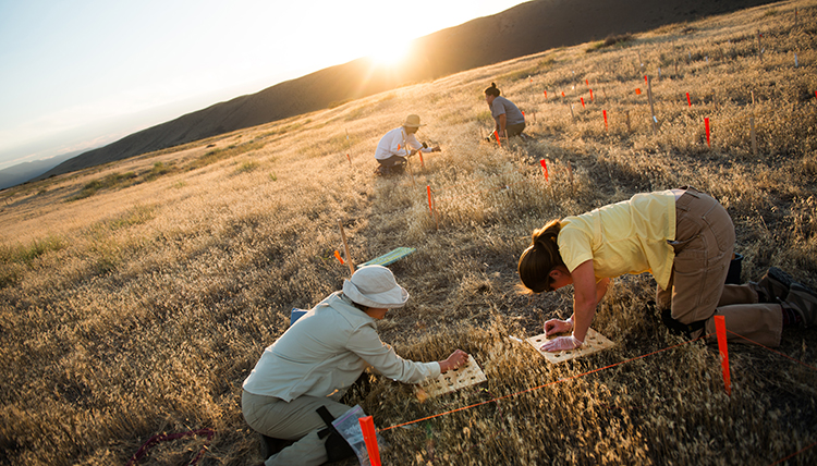 Cheat Grass Research