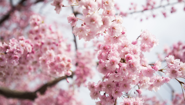 Spring flowers on Gonzaga's campus.