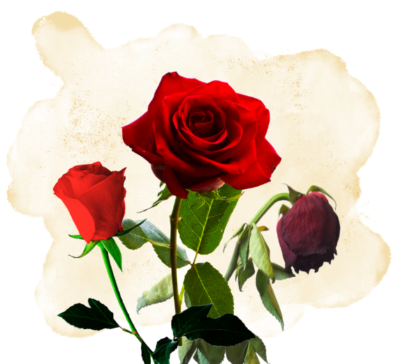 Decorative Image