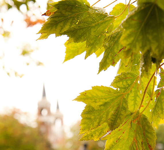 The sun shines through green leaves on the Gonzaga Campus.