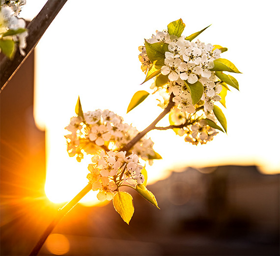 flowers at sunset