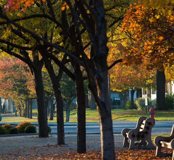 trees on campus in the fall 