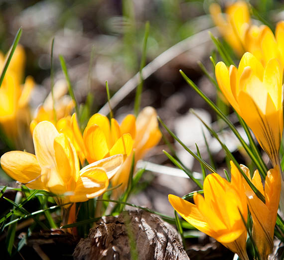 Yellow crosuses covered with rain water
