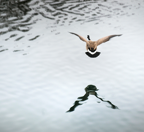 goose