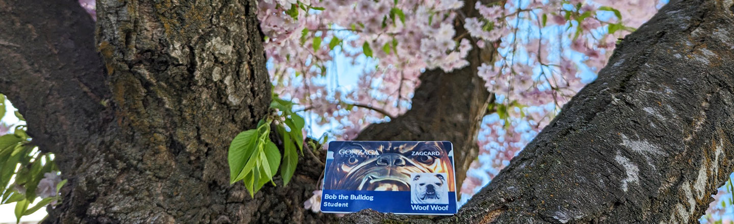 ZAGCARD Services spring image