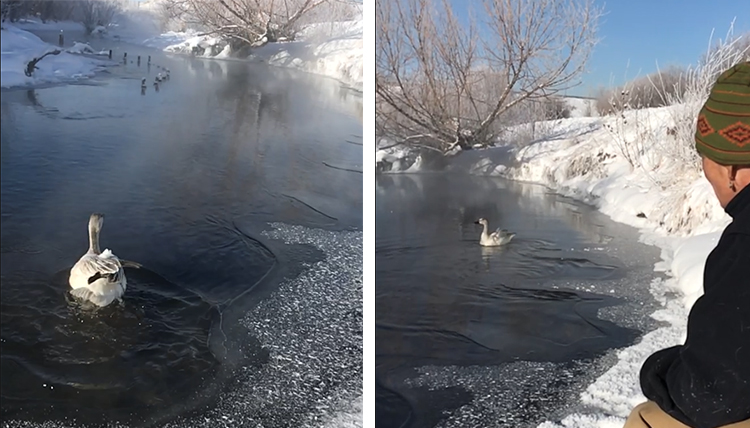 lone surviving snowgoose set free on Silver Bow Creek