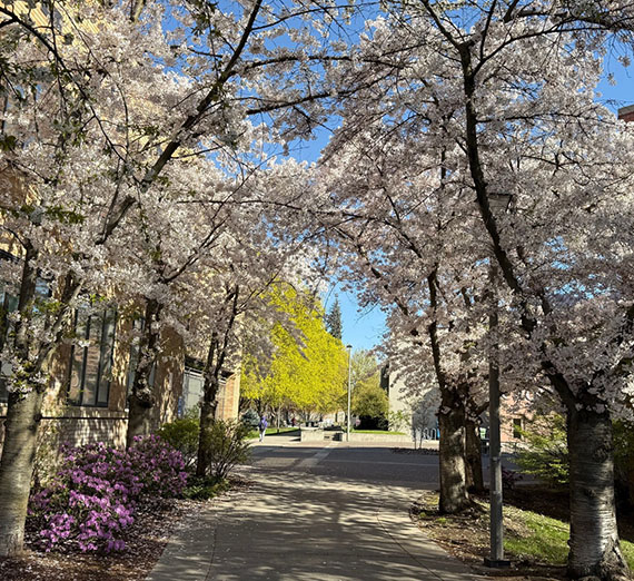 Path with pinkish purple azaleas, white cherry blossom arch of trees and a bright spring green maple in the background