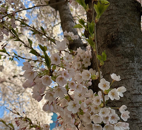 Cherry blossoms coming out of tree bark