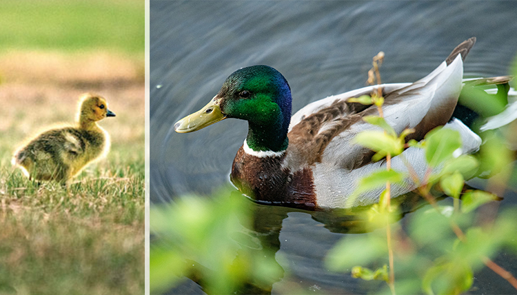 photo of fuzzy baby duckling and adult mallard