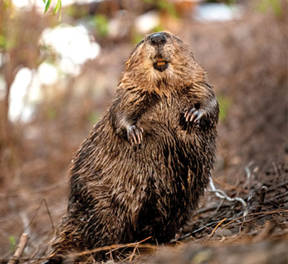 beaver standing near lake