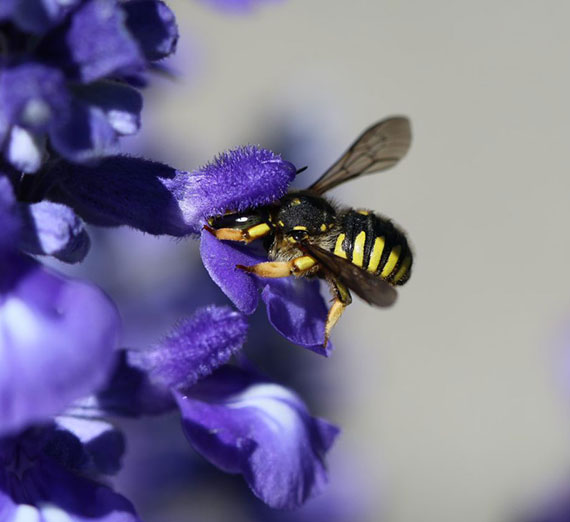 A bee on a purple flower