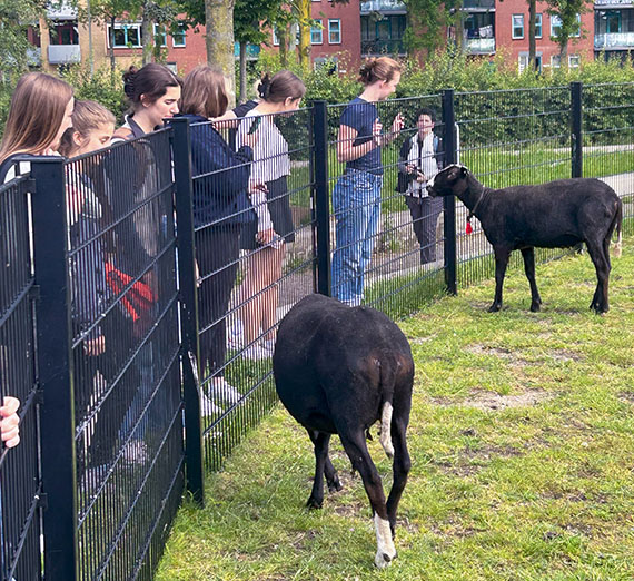petting zoo
