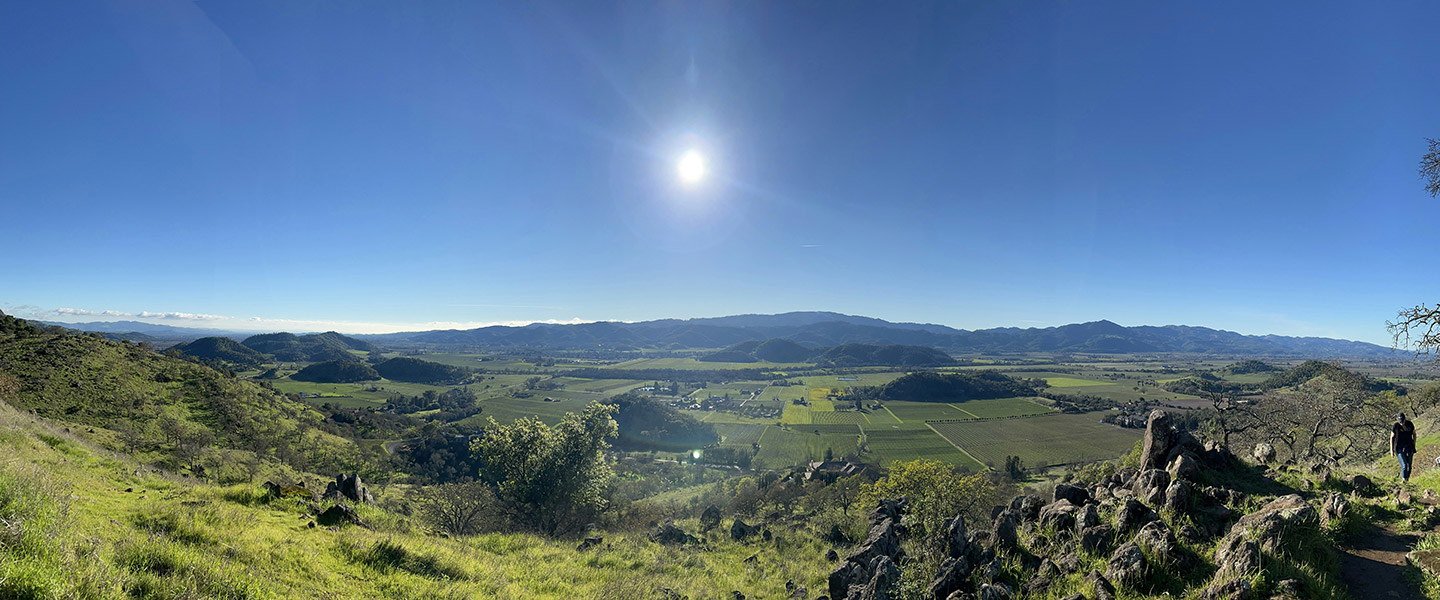 Napa valley morning greenery